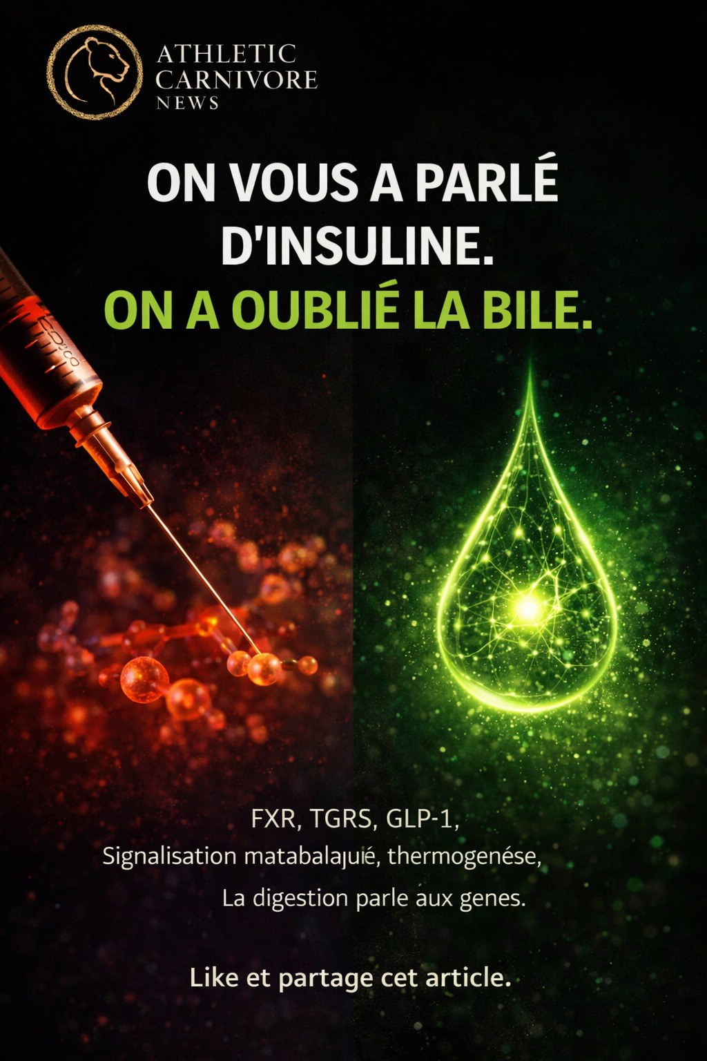 La bile : simple liquide digestif ou chef d’orchestre métabolique oublié ?