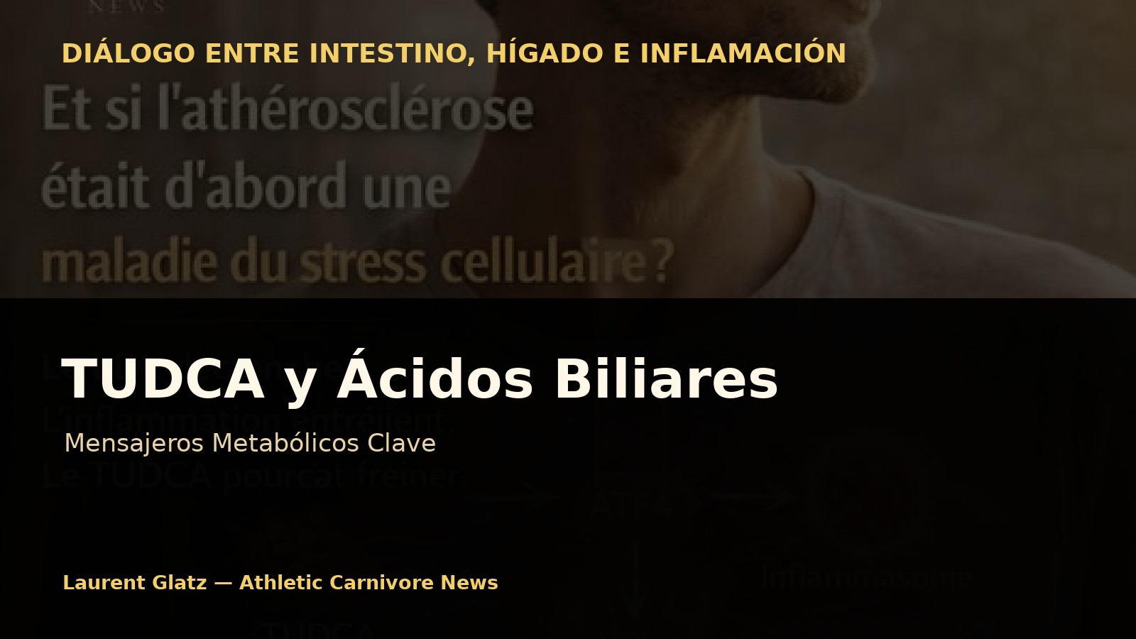 TUDCA: cuando los ácidos biliares se convierten en mensajeros metabólicos