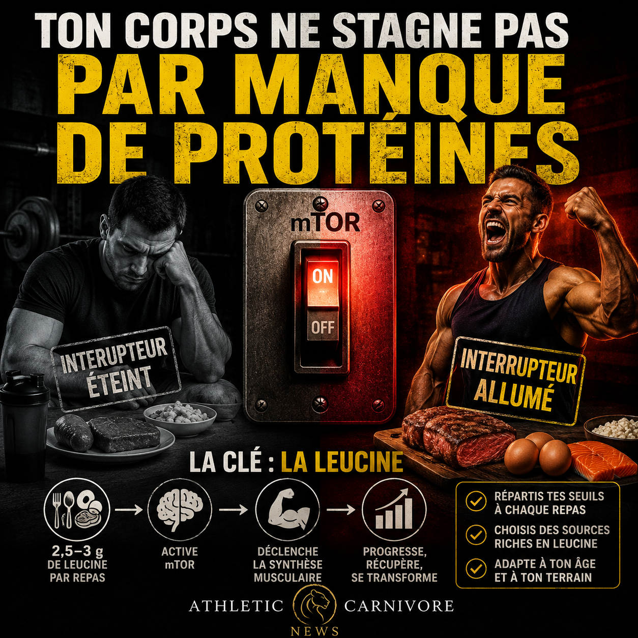 Leucine : l'interrupteur clé pour débloquer ta croissance musculaire