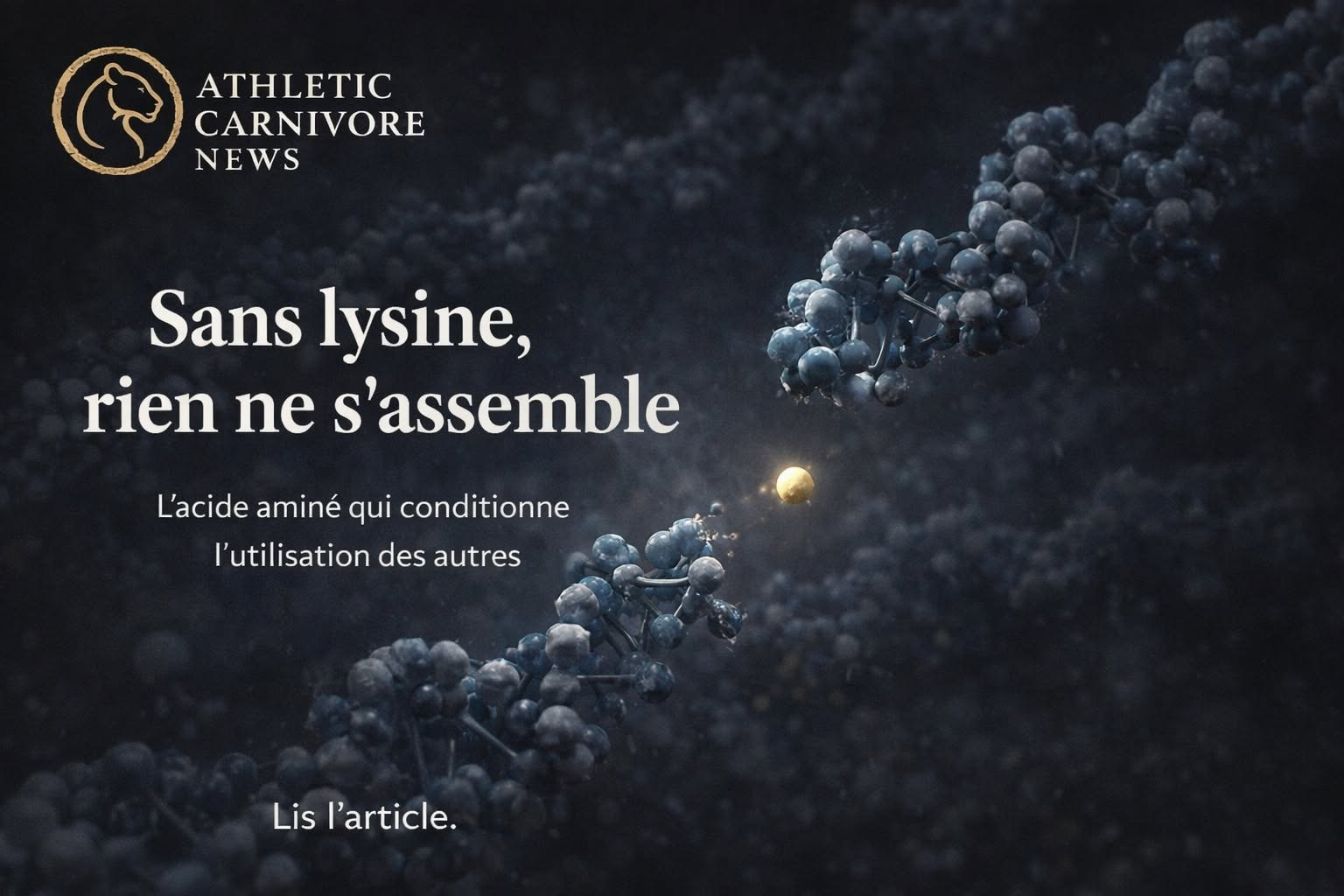 La lysine : l’acide aminé qui soutient l’organisme dans le temps