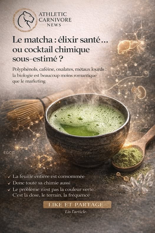 Matcha : la poudre verte que tout le monde adore… mais que la biologie regarde avec prudence
