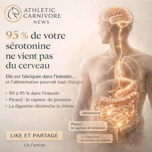 La sérotonine : pourquoi votre intestin en fabrique 95 % — et ce que l’alimentation change vraiment